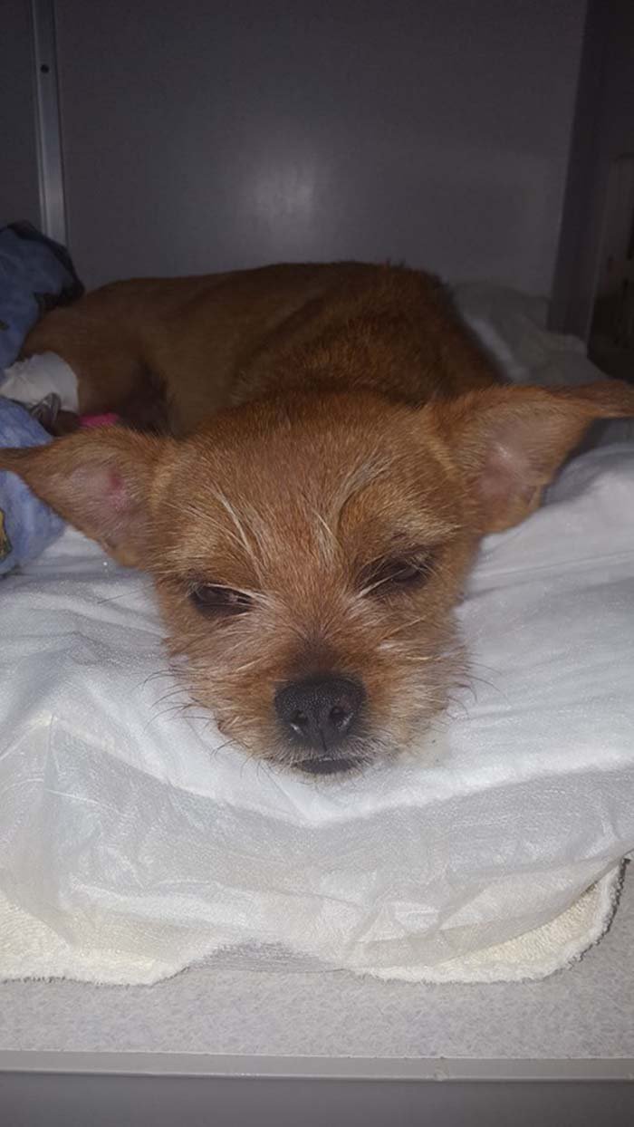 Perro en recuperacion luego de ser maltratado