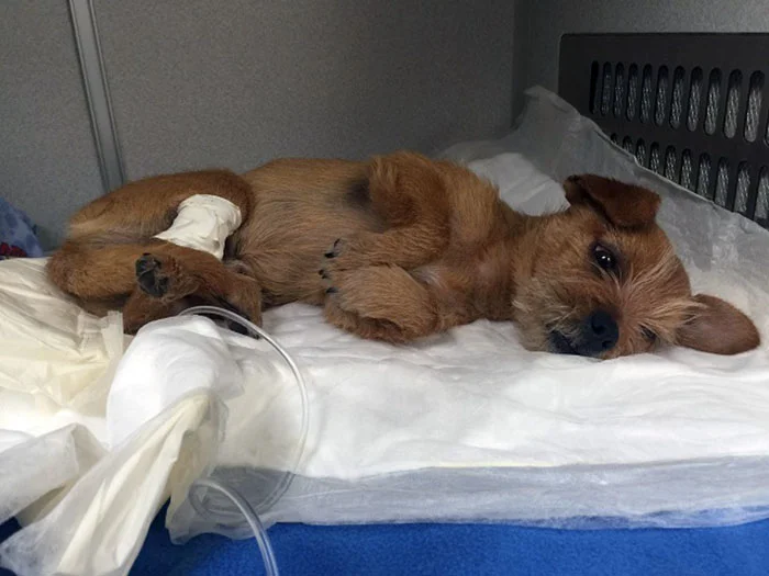 Perro gravemente maltratado Perro gravemente maltratado