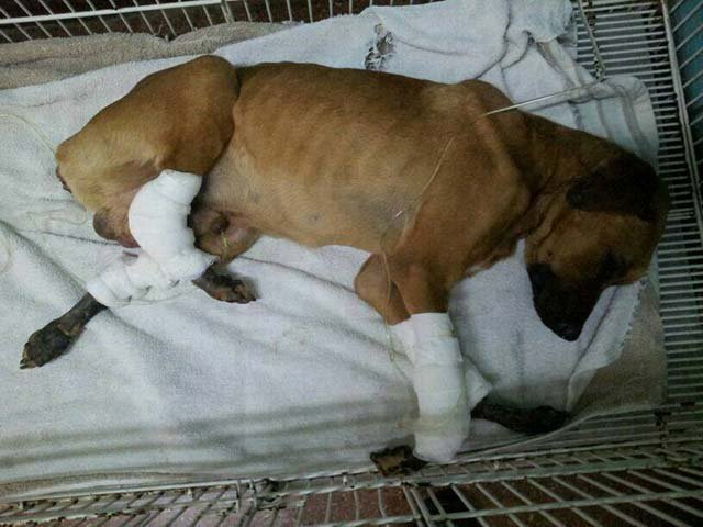 Perro maltratado