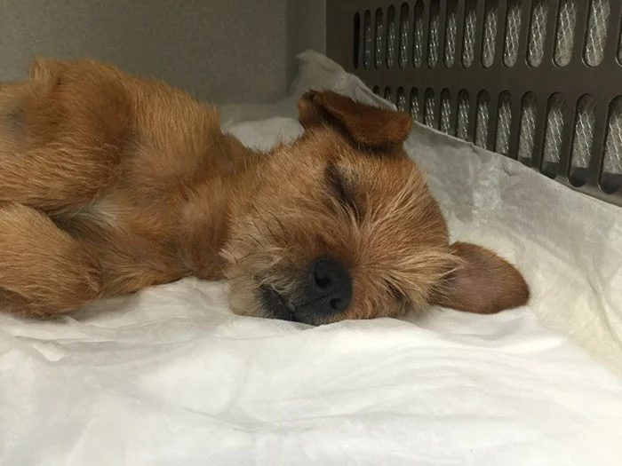 Perro maltratado Perro maltratado