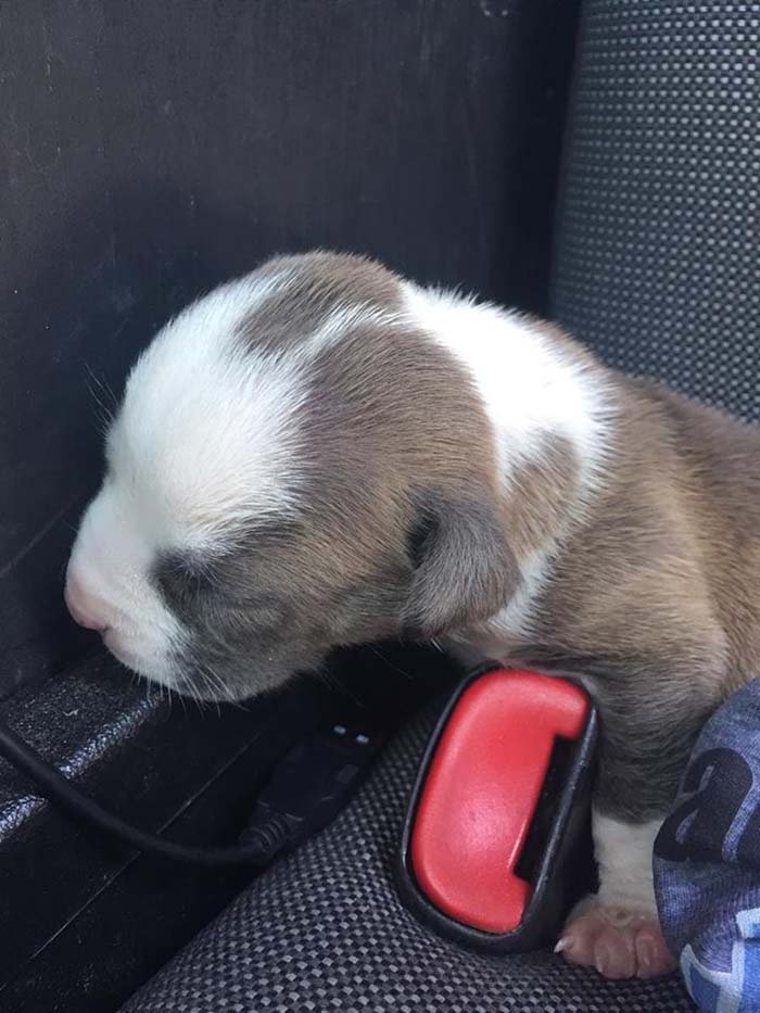 Perro recién nacido