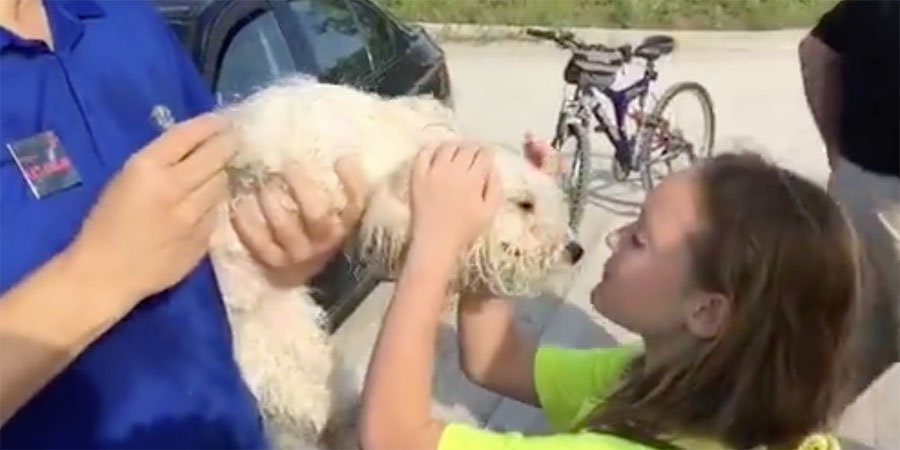 Perro rescatado