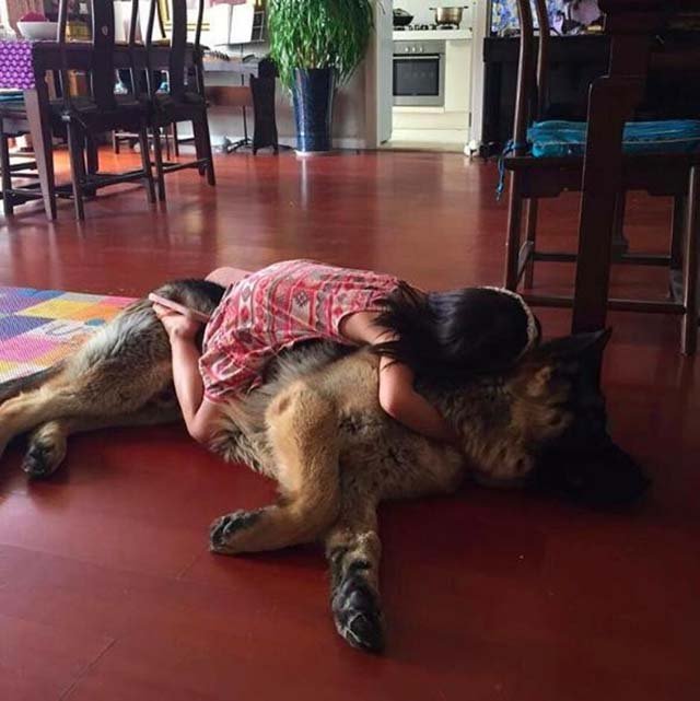 Perro rescatado de matadero en Beijing