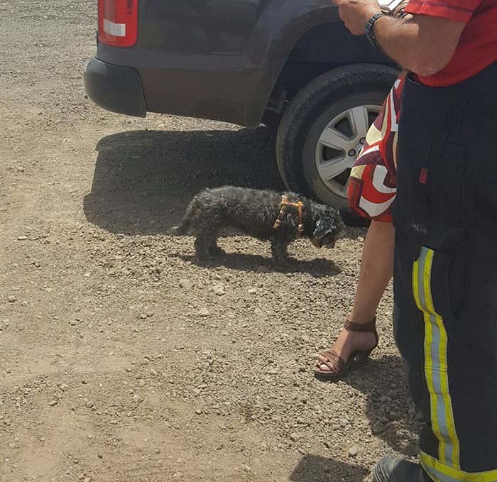 Perro rescatado de un auto caliente