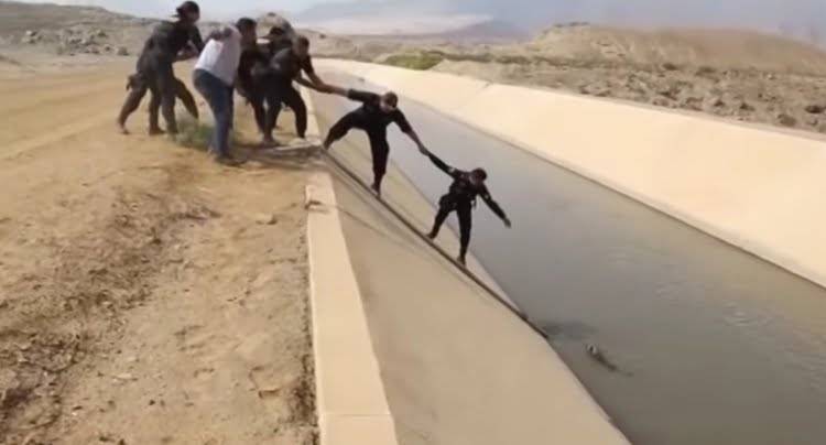 Perro rescatado