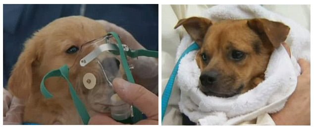Perros en mal estado