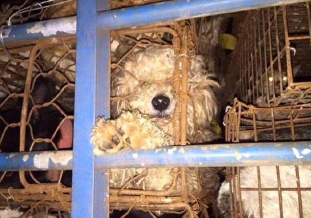 Perros enjaulados