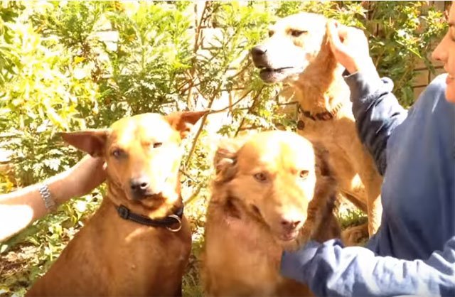 Perros felices en nuevo hogar
