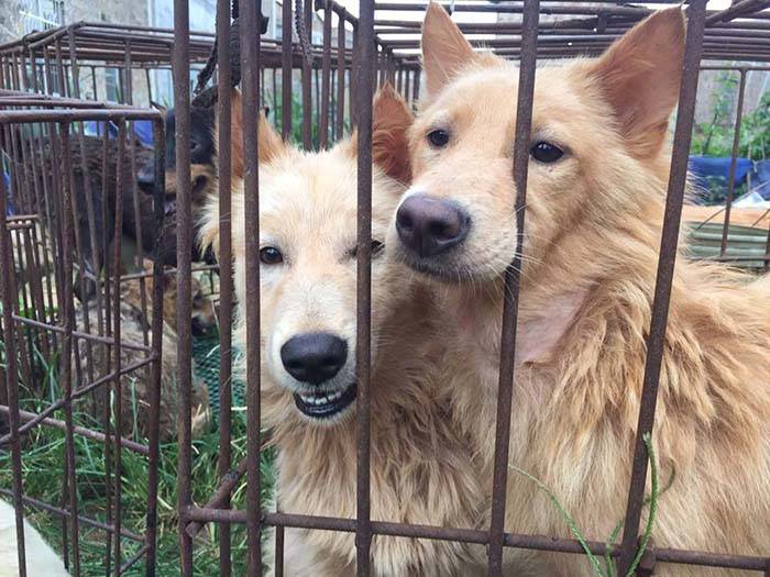 Perros iban a ser destinados para festival de Yulin