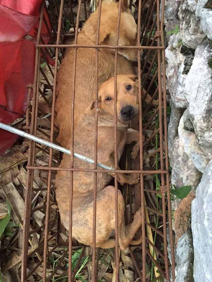 Perros iban a ser sacrificados en Yulin
