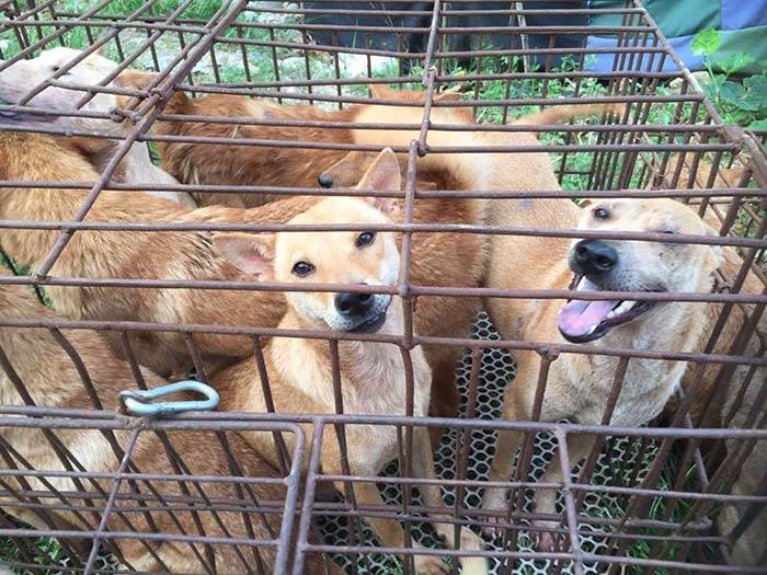 Perros rescatados antes de ser sacrificados en Yulin