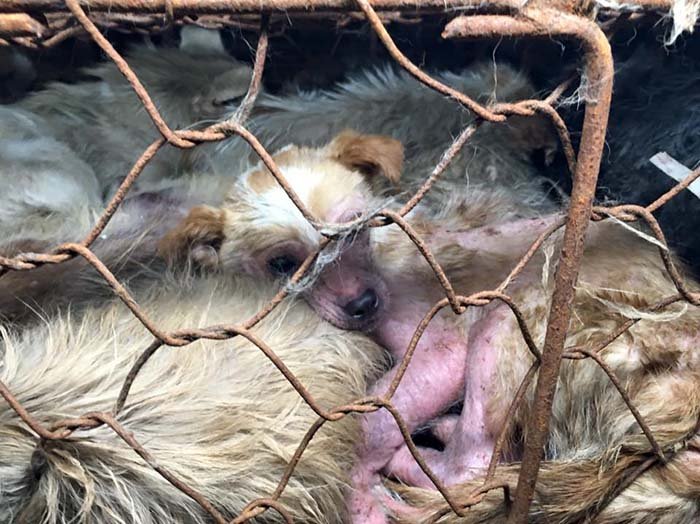 Perros rescatados del festival de Yulin