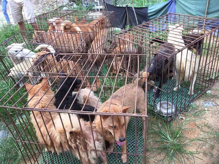 Perros rescatados en Yulin