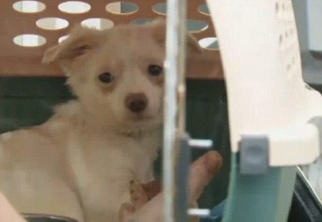 Perros temerosos