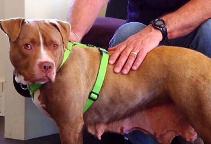 Pit bull explotada toda su vida
