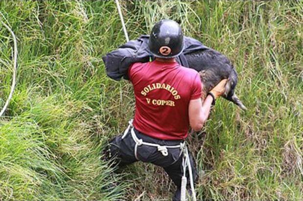 Policia rescata a una perra en Peru