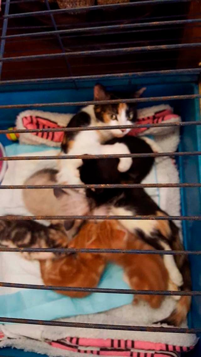 Princess y sus gatitos
