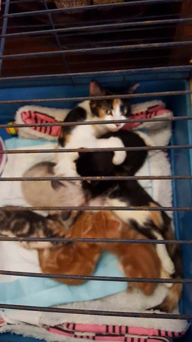 Princess y sus gatitos