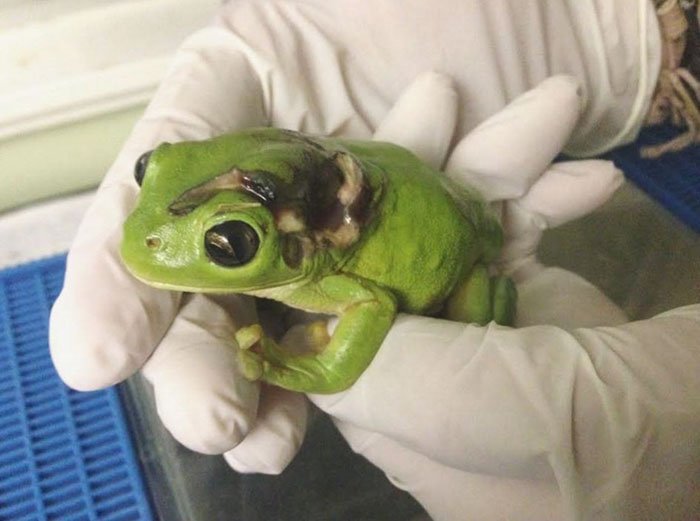 Rana atropellada en Australia