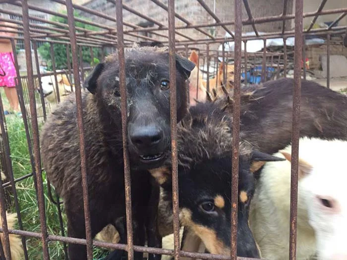 Rescatan 20 perros antes de ser sacrificados