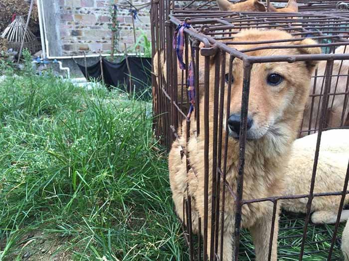 Rescatan 20 perros en Yulin