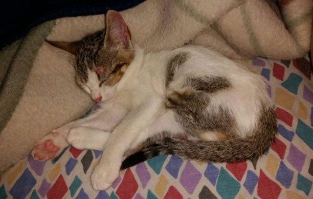 Rescataron a una gata de 2 meses que habia quedado sepultada en Almeria