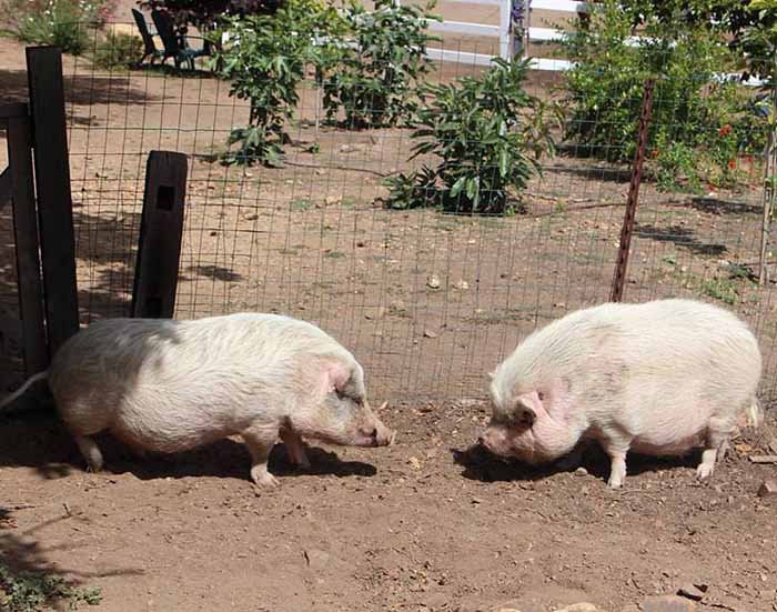 Roosevelt y Betsy Roosevelt y Betsy