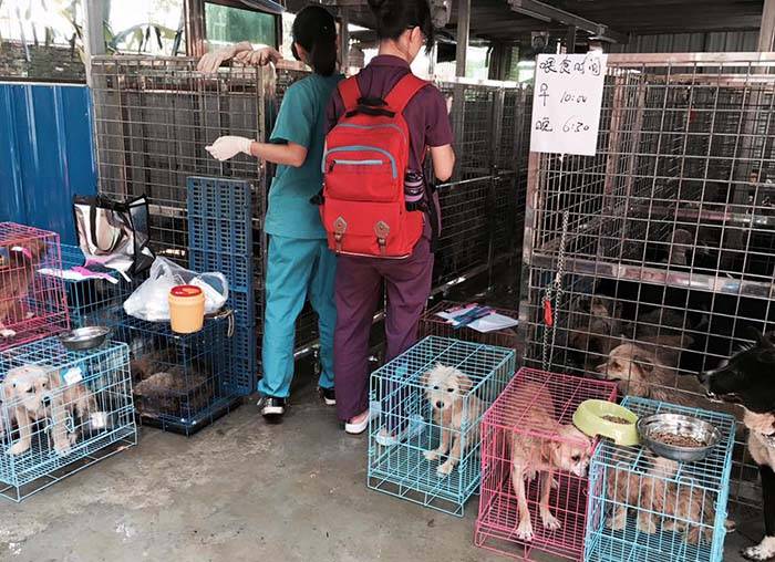 Salvaron más de mil perros en festival de Yulin