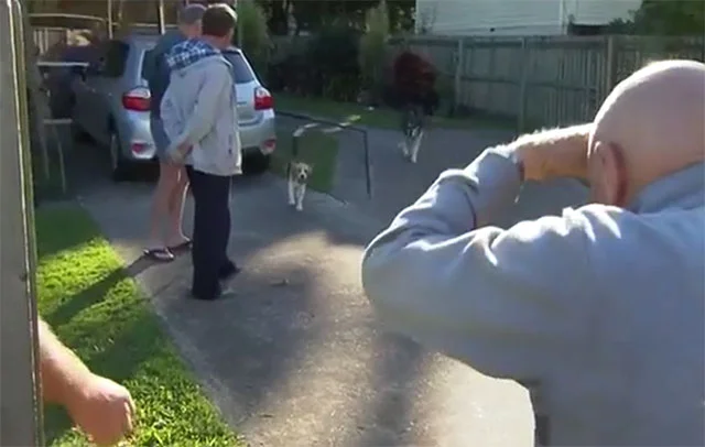 Snoopy salvo a su familia en un incendio