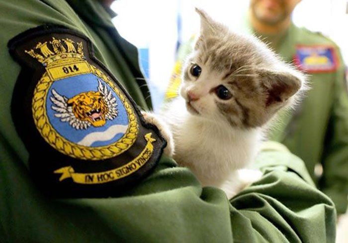 Tigger Royal Navy