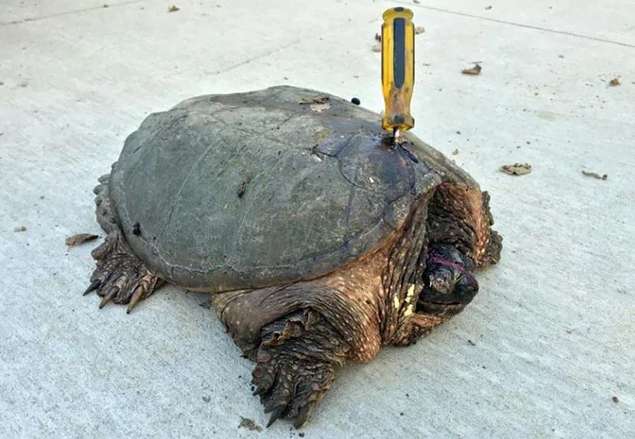 Tortuga atacada con destornillador Tortuga atacada con destornillador