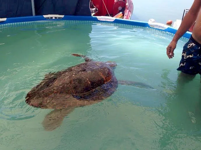 Tortuga maltrata en el Libano se recupera
