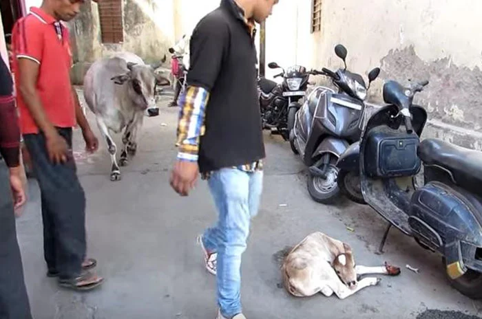 Vaca no se aleja de su bebe lesionado Vaca no se aleja de su bebe lesionado