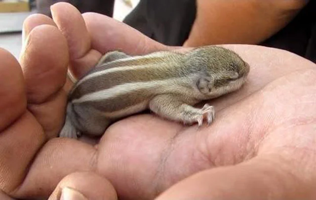 Voluntarios rescatan a una ardilla bebe Voluntarios rescatan a una ardilla bebe