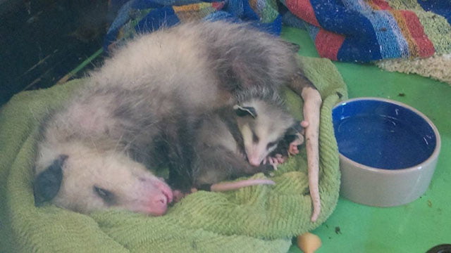 zarigüeya duerme con sus crias zarigüeya duerme con sus crias