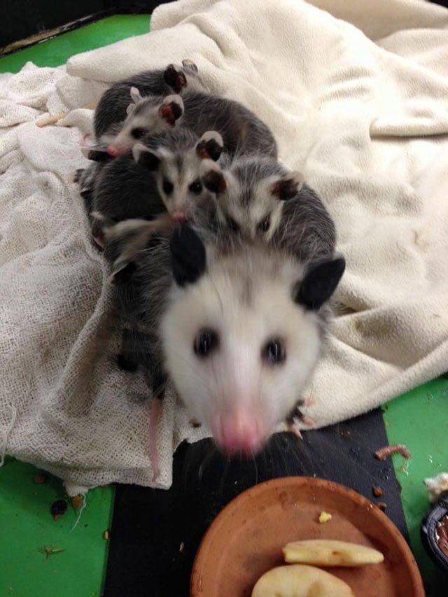 zarigüeya y bebes zarigüeya y bebes