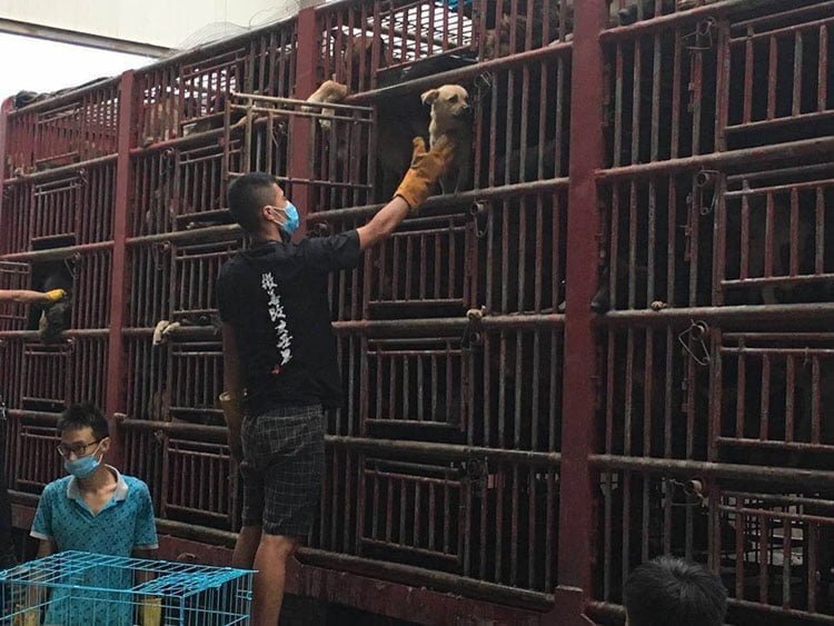 300 perros rescatados en China