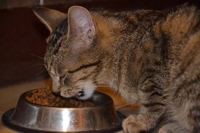 Alimentación de tu gato