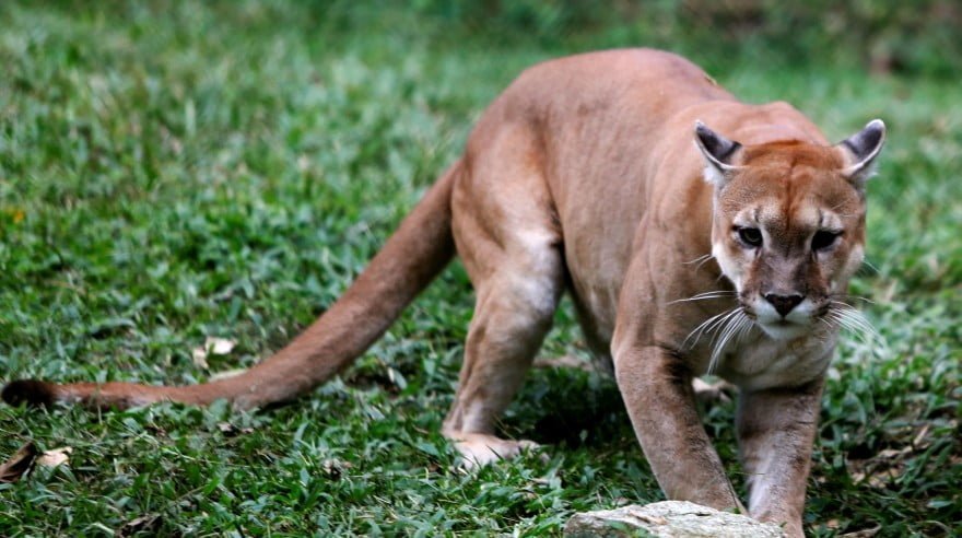 Animales del zoológico de venezuela
