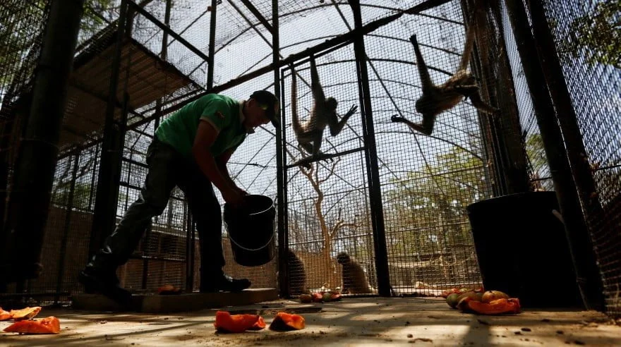 Animales mueren de hambre en el zoológico de venezuela