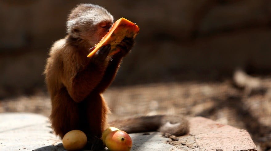 Animales mueren en zoológico por falta de alimentos