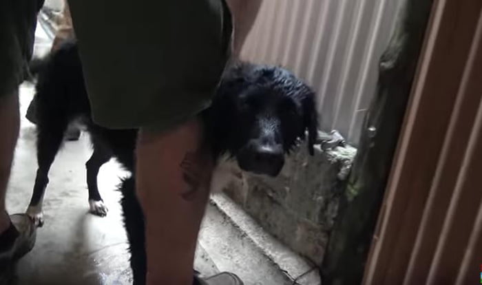 Bañando a Patsy Bañando a Patsy
