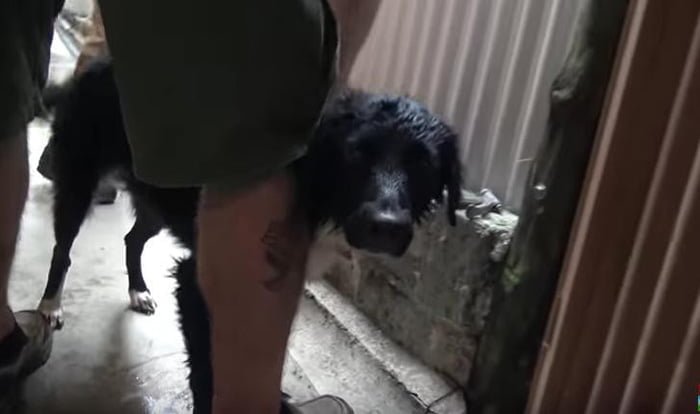 Bañando a Patsy