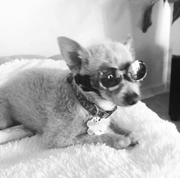 Buster usando lentes Buster usando lentes