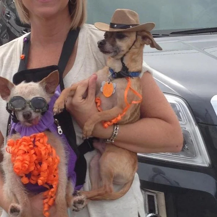 Buster y Biskit de paseo Buster y Biskit de paseo