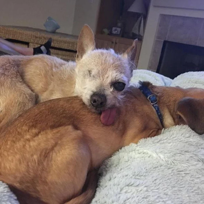 Buster y Biskit Buster y Biskit