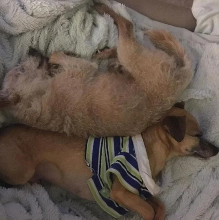 Buster y su hermano Buster y su hermano