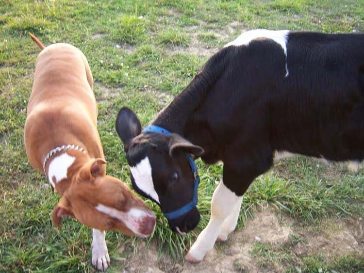 Chance y Wesley pequeños