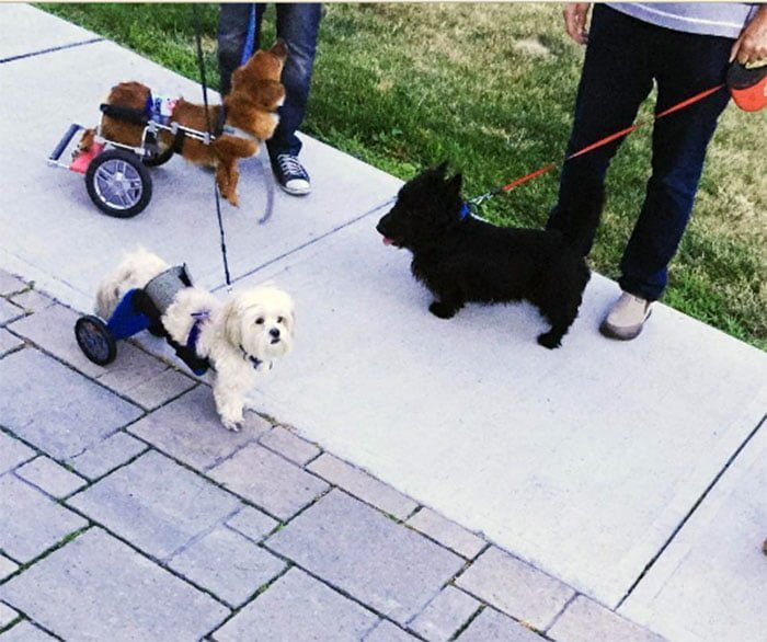 Cheetos y Chewy paseando