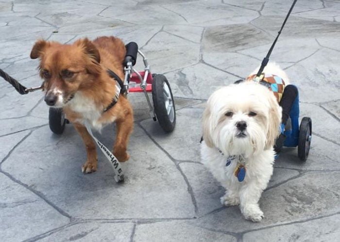 Chewy y Cheetos congeniaron desde el principio